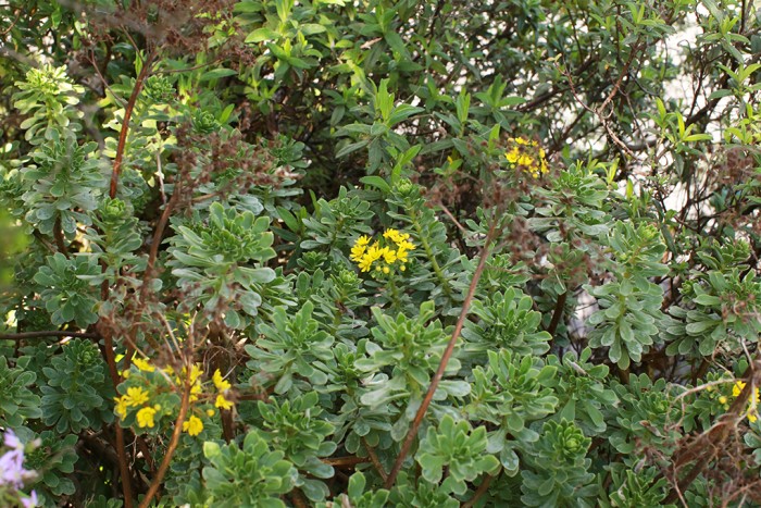 Aeonium spathulatum in flower