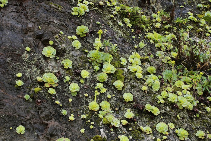 A rock wall covered in aeonium diplocyclum
