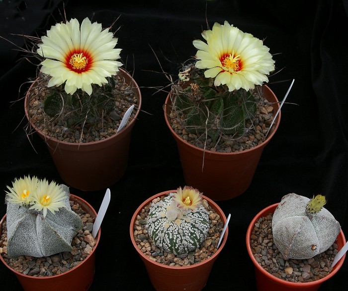 Mixed astros in flower
