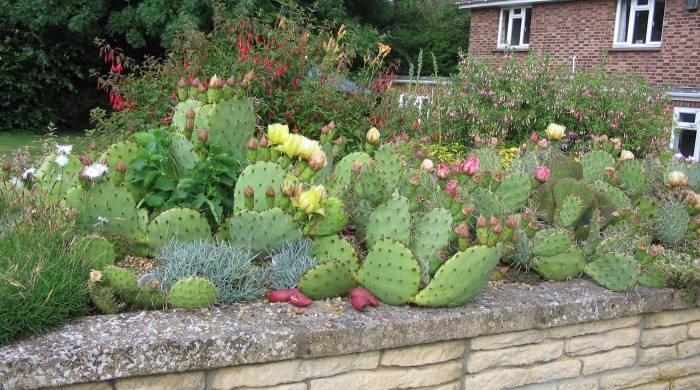 2007_07_07 Opuntia and Alpine Bed 5 cropped.JPG