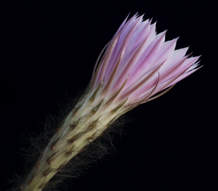 Echinopsis eyriesii flower 19 June 2020 Flektogon 35mm 2.4 1559.jpg