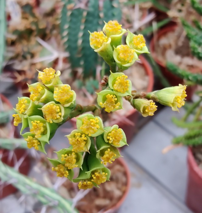 Euphorbia capuronii.jpg