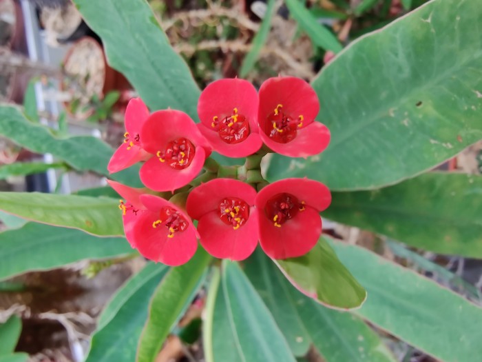 Euphorbia millii v. vulcanii.jpg