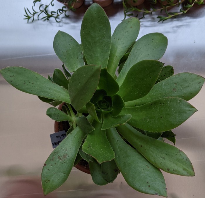 Aeonium leucoblepharum Ethiopia
