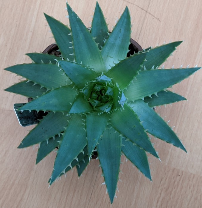 Aloe polyphylla 1 year old