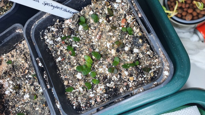 Haworthia Springbokvlakensis seedlings