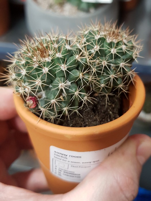 Assorted cactus