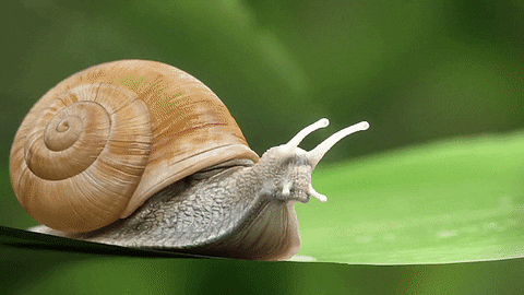 snail.gif