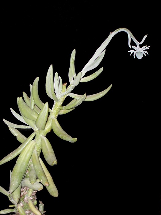 Kleinia cephalophora.jpg