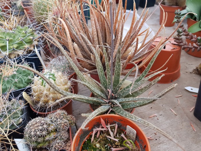 Of Mice and Aloes