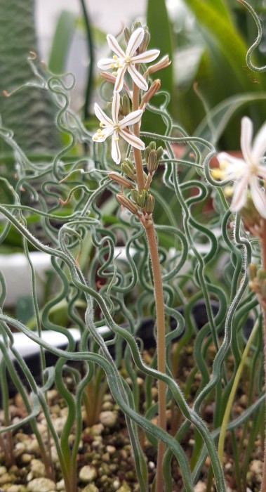 Trachyandra flexifolia.jpg