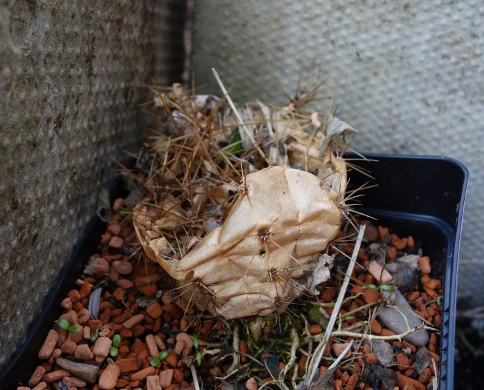 Echinopsis.JPG