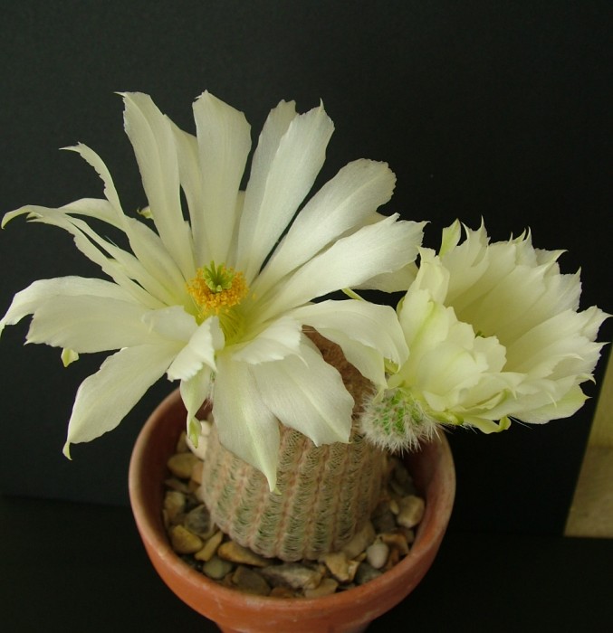 Echinocereus pectinatus v rubrispinus (white flower) 2014.JPG