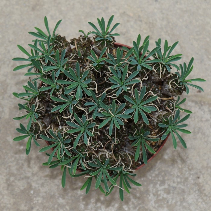 E bupleurifolia