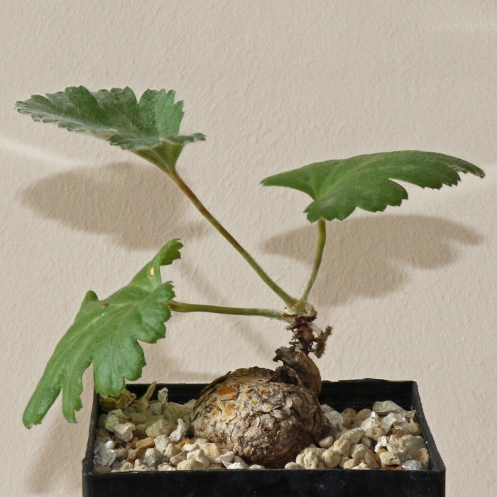 Pelargonium loratum