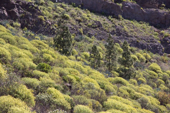 Euphorbia regis-jubae, Gran Canaria WB20170303 125259.jpg