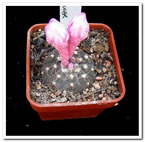 Gymnocalycium ragonesei pink flower