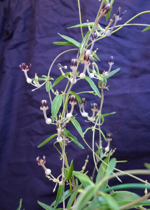 Ceropegia bulbosa flowers 0.jpg