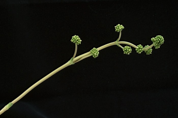 Crassula cotyledonis flowers (miniscule)