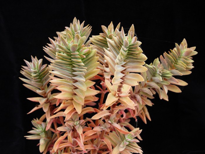 Crassula pubescens ssp rattray