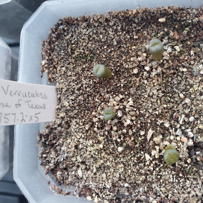 L. Verruculosa Rose of Texas 3 months