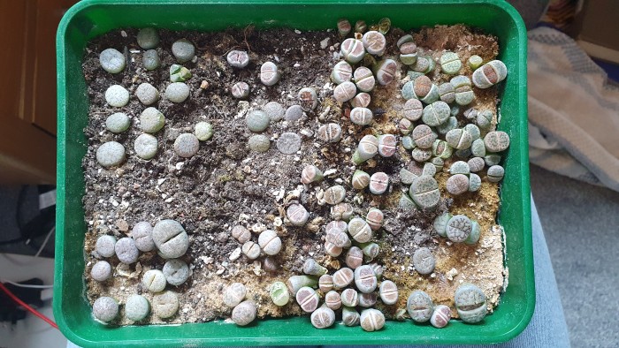 Tray of lithops