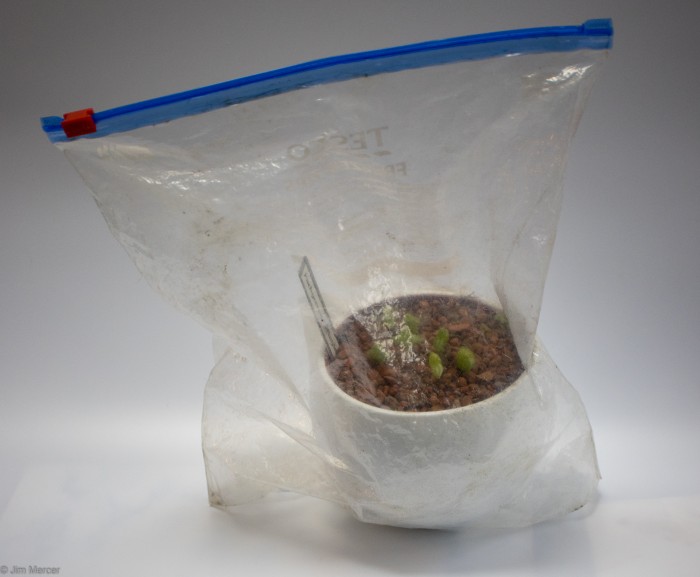 Seedlings in bag