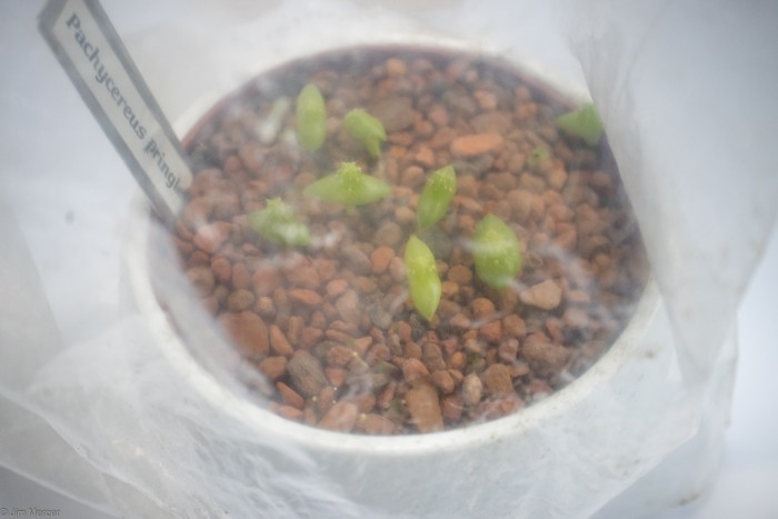 Seedlings in bag - closer