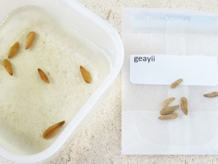 Pachypodium geayi seeds