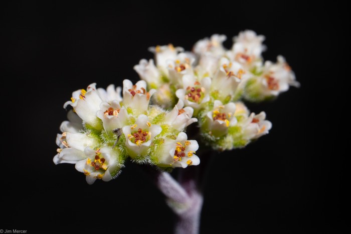 Crassula sericea flowers