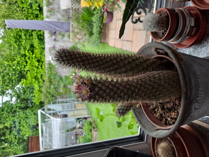Sue's cactus.jpg