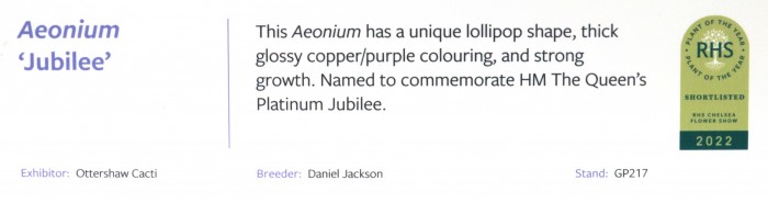 Aeonium jubillee note P1070262.jpg