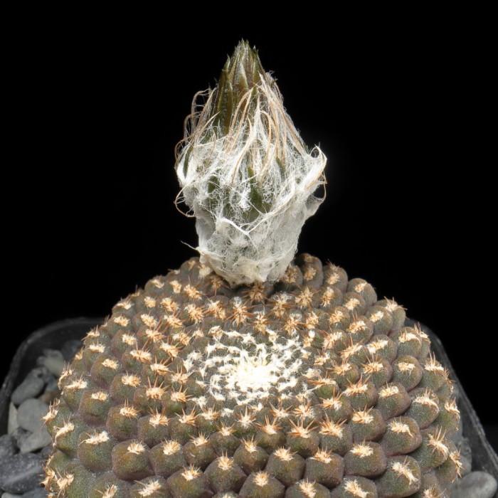 Eriosyce napina ssp. pajonalensis