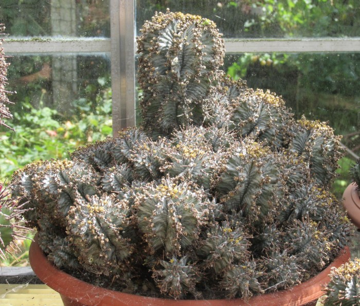 Euphorbia sp 30cm.JPG