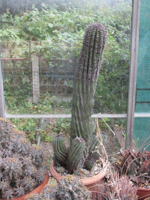Euphorbia sp 57cm.JPG