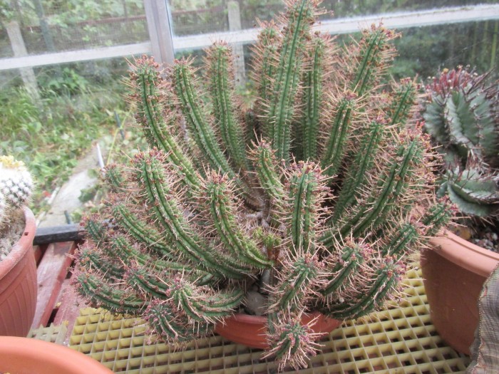 Euphorbia1 26cm.JPG
