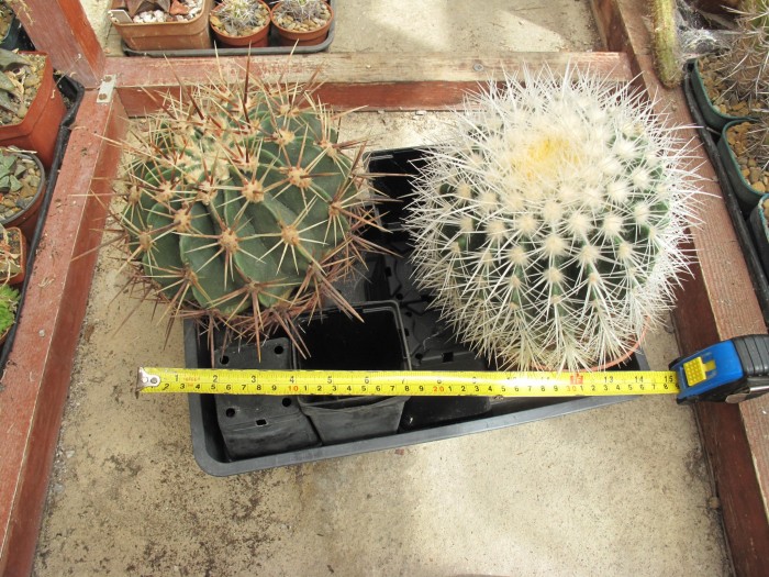 Ferocactus and Echinocactus