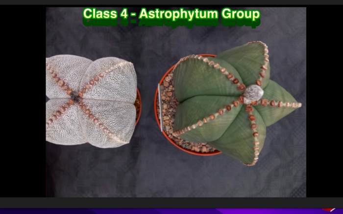 Plants 4a and 4b<br /><br />.