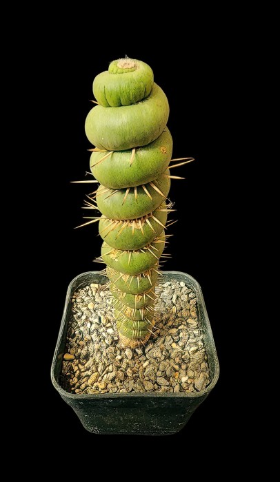 Eulychnia castanea spiralis1.jpg