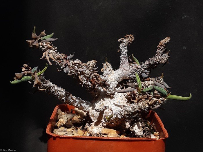 Euphorbia cylindrifolia ssp tubiflora