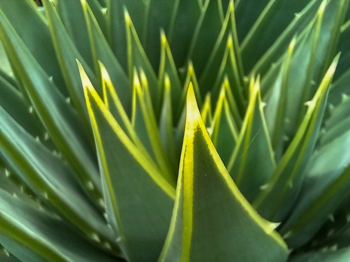 Aloe polyphylla 2 WB.JPG