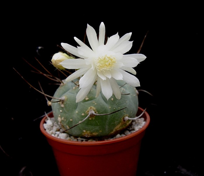 Matucana madisoniorum white flowered form