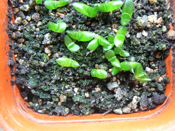 seedlings3.jpg