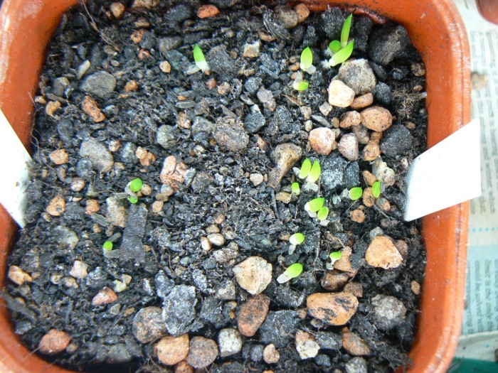 seedlings4.jpg