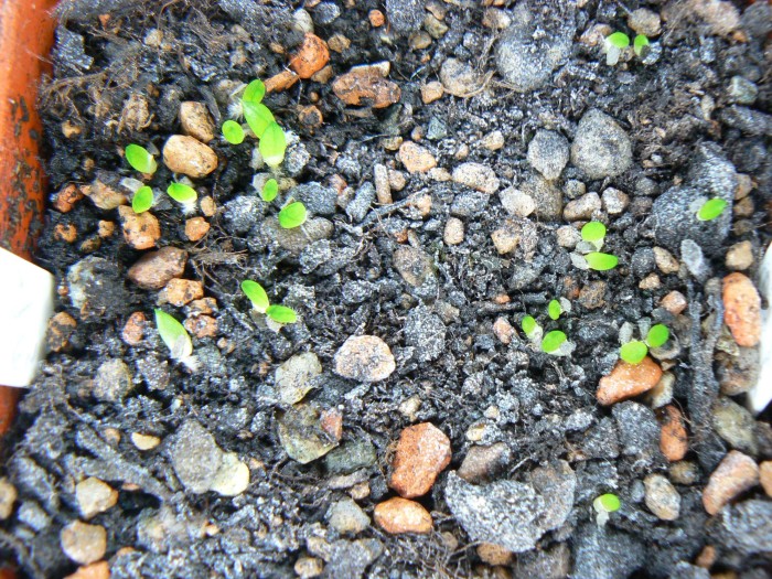 seedlings4a.jpg